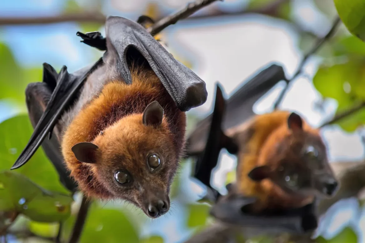 Fruit bats are natural carriers of the Nipah virus